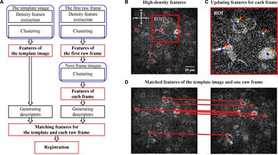 Fast and Accurate Motion Correction for Two-Photon Ca2+ Imaging in Behaving Mice